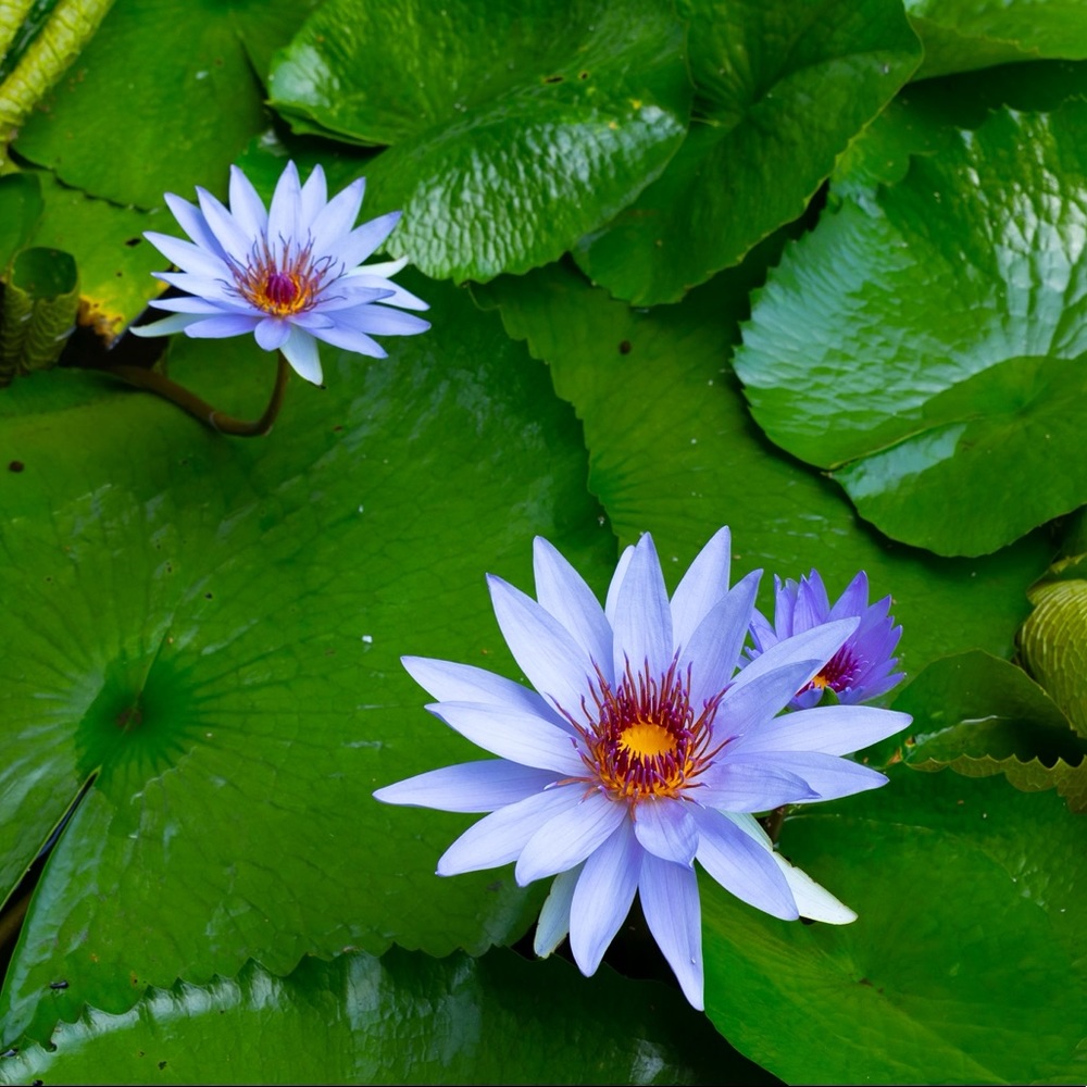 Meet your Posher, Cherri